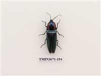 藏品(叩頭蟲(2))的圖片